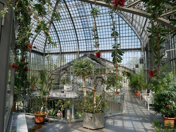 Comment aménager un jardin de plantes médicinales pour animaux domestiques?