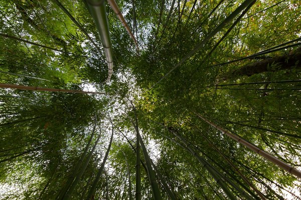 Quels sont les avantages de l'utilisation de bambou dans la construction d'une pergola?