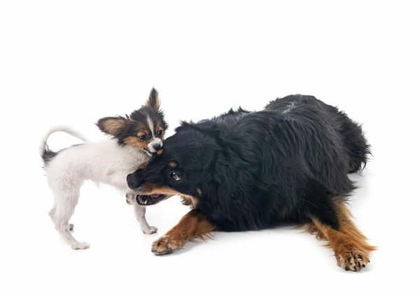 Comment concevoir un jardin de papillons sur un balcon urbain?